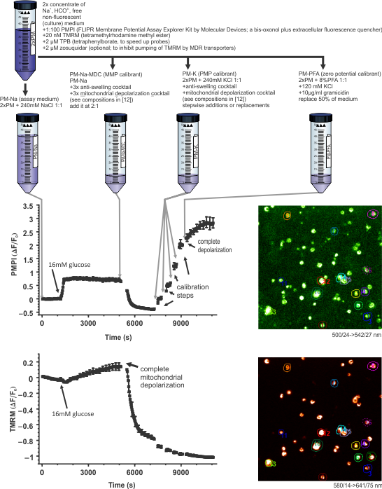 Performing the mitochondrial and plasma membrane potentiometric assay